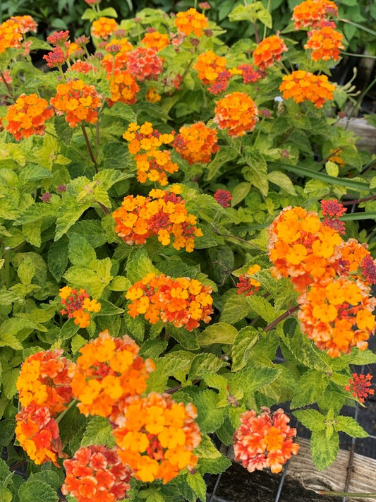 Image of Lantana camara 'Southern Fried' taken at Juniper Level Botanic Gdn, NC by C. Hardison