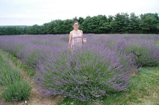 Image of Lavandula x intermedia 'Phenomenal' PP 24,193 taken at Peace Tree Farm, PA by L. Traven