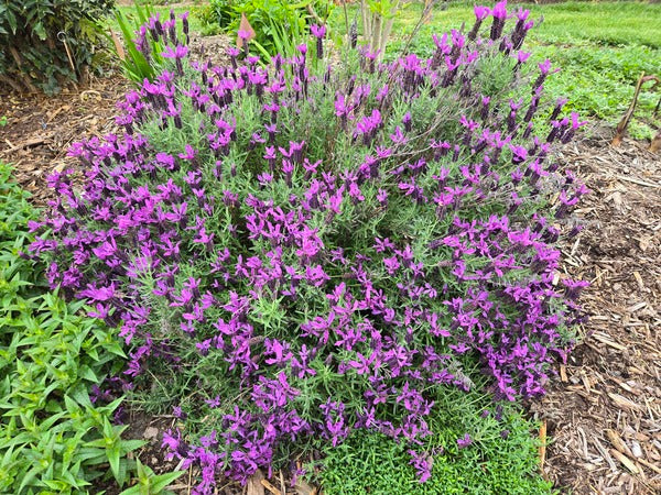 Lavandula stoechas Javelin Forte Deep Purple PP 27493