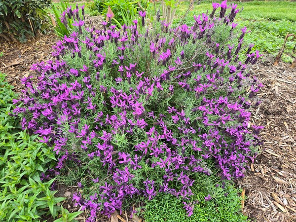 Lavandula stoechas 'Javelin Forte Deep Purple' PP 27,493 | Javelin