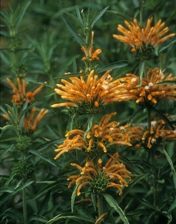 Image of Leonotis leonurus taken at Golden Pond Nursery, CA
