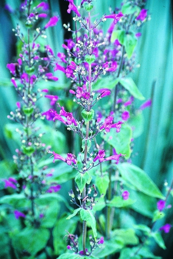 Image of Lepechinia hastata taken at Juniper Level Botanic Gdn, NC by JLBG