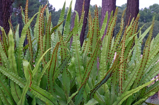 Image of Lepisorus macrosphaerus