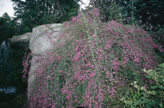 Image of Lespedeza thunbergii 'Gibraltar' taken at Juniper Level Botanic Gdn, NC by JLBG