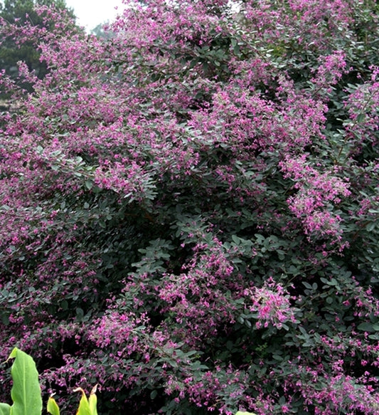 Image of Lespedeza thunbergii 'Little Volcano'