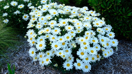 Image of Leucanthemum x superbum 'Cream Puff' PP 30,074 taken at Juniper Level Botanic Gdn, NC by JLBG