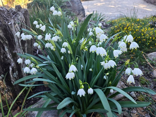 Image of Leucojum aestivum 'Gravetye Giant' taken at Juniper Level Botanic Gdn, NC by JLBG