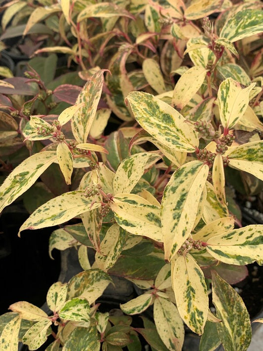 Image of Leucothoe fontanesiana 'Rainbow Improved' taken at Juniper Level Botanic Gdn, NC by C. Hardison