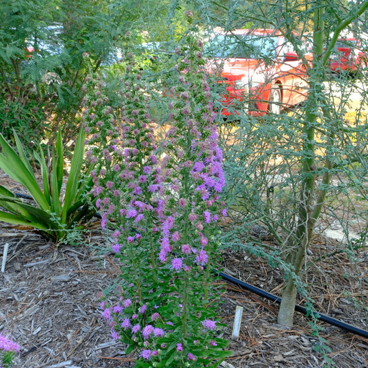 Image of Liatris aspera 'Bastrop' taken at Juniper Level Botanic Gdn, NC by JLBG