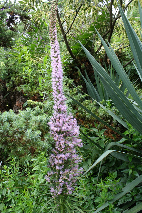 Image of Liatris pycnostachya taken at Juniper Level Botanic Gdn, NC by JLBG