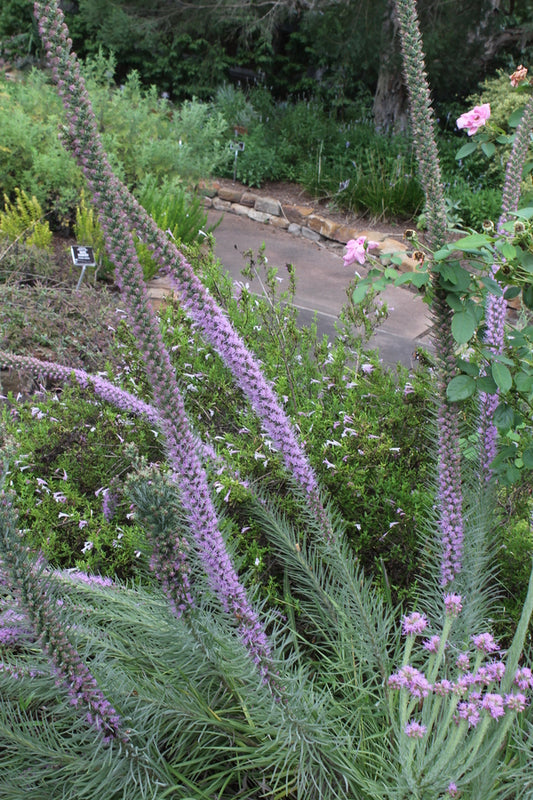 Image of Liatris pycnostachya taken at Mercer Botanic Garden by JLBG