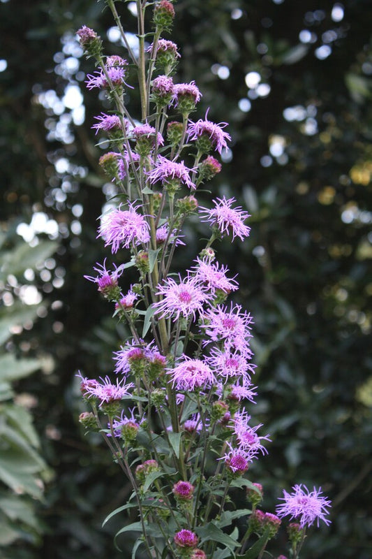 Image of Liatris scariosa var. nieuwlandii 'Franklin' taken at Juniper Level Botanic Gdn, NC by JLBG