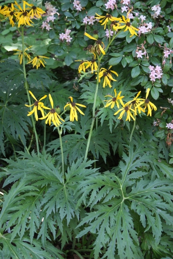 Image of Ligularia japonica 'Chinese Dragon' taken at Juniper Level Botanic Gdn, NC by JLBG
