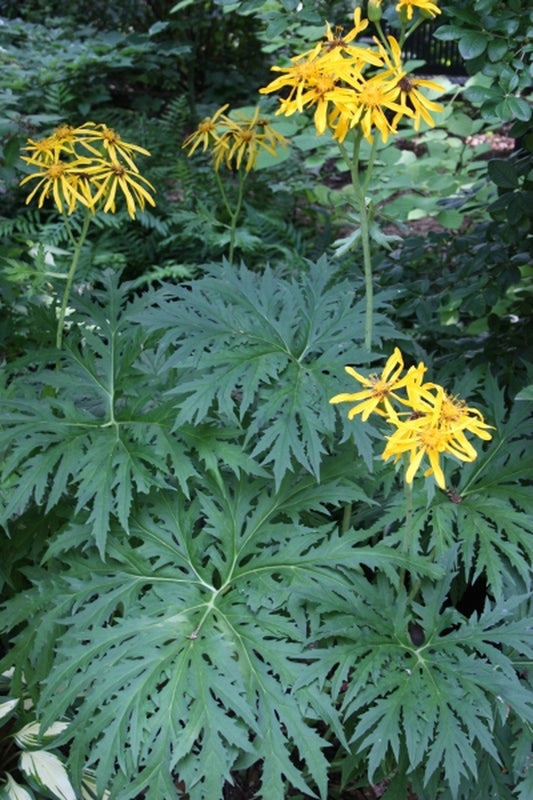 Image of Ligularia japonica 'Chinese Dragon' taken at Juniper Level Botanic Gdn, NC by JLBG