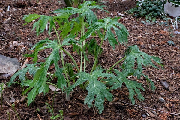 Image of Ligularia japonica 'Frosted Flecks' taken at Juniper Level Botanic Gdn, NC by JLBG