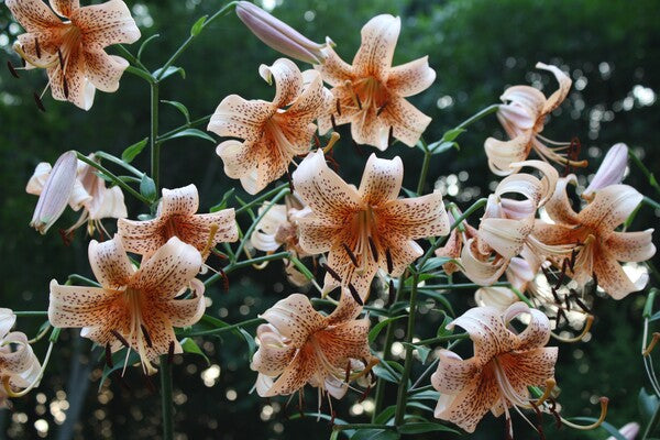 tiger lilies in containers Learn about Lilium 'Tiger Babies' | Tiger Babies Asiatic Lily