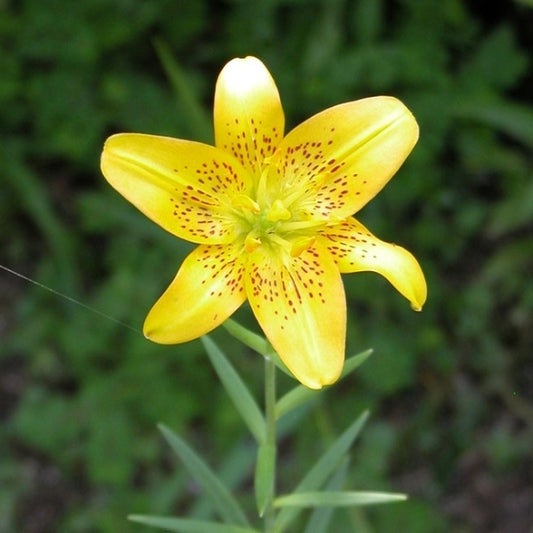 Image of Lilium concolor Yellow Flower taken at Japan by T. Izumi