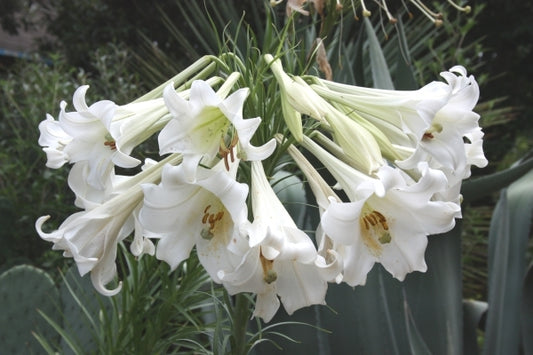 Image of Lilium formosanum Giant Form taken at Juniper Level Botanic Gdn, NC by JLBG