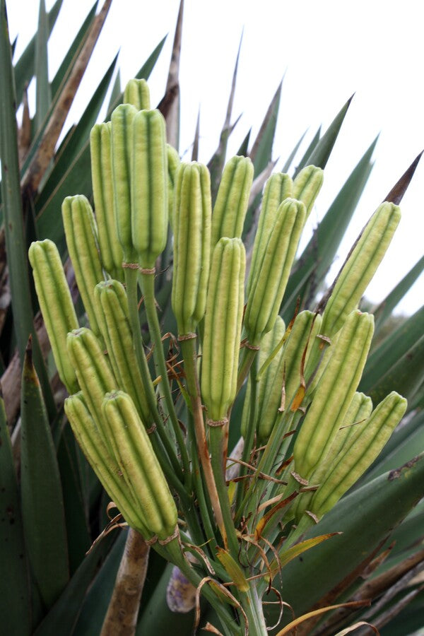 Image of Lilium formosanum Giant Form taken at Juniper Level Botanic Gdn, NC by JLBG