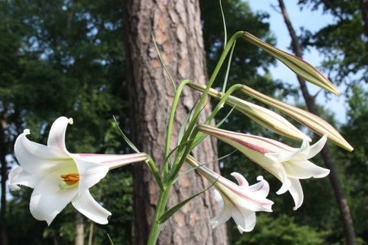 Image of Lilium formosanum var. pricei 'Hehuan' taken at Juniper Level Botanic Gdn, NC by JLBG