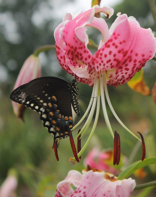 Image of Lilium speciosum 'Fourth of July'