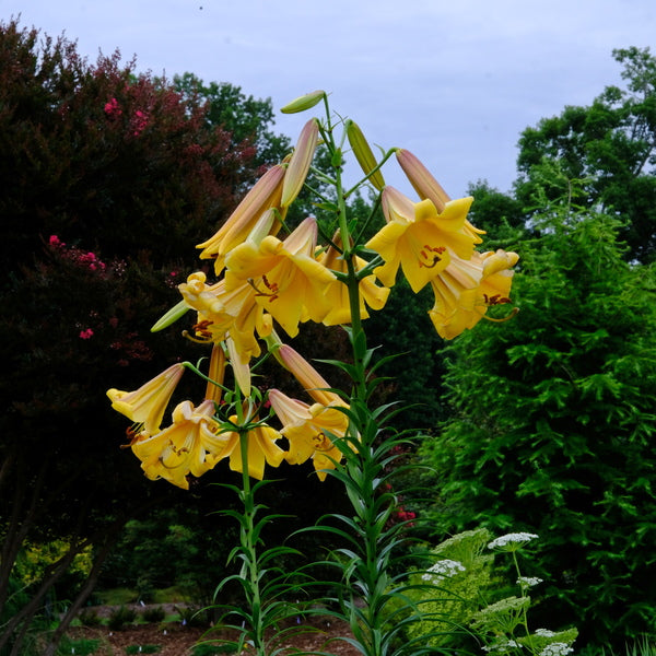 Image of Lilium x sulphurgale 'Vico Gold' taken at Juniper Level Botanic Gdn, NC by JLBG