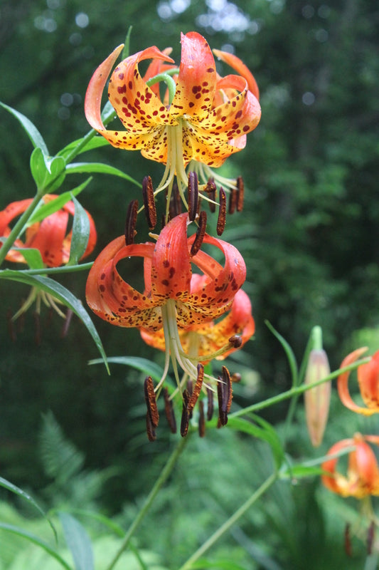 Image of Lilium superbum taken at Juniper Level Botanic Gdn, NC by JLBG