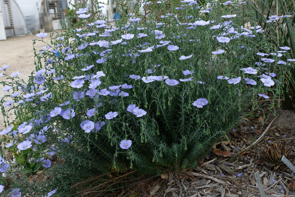 Image of Linum lewisii taken at Juniper Level Botanic Gdn, NC by JLBG