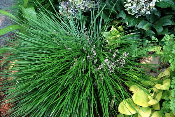 Image of Liriope gracilis 'Mop Top' taken at Juniper Level Botanic Gdn, NC by JLBG