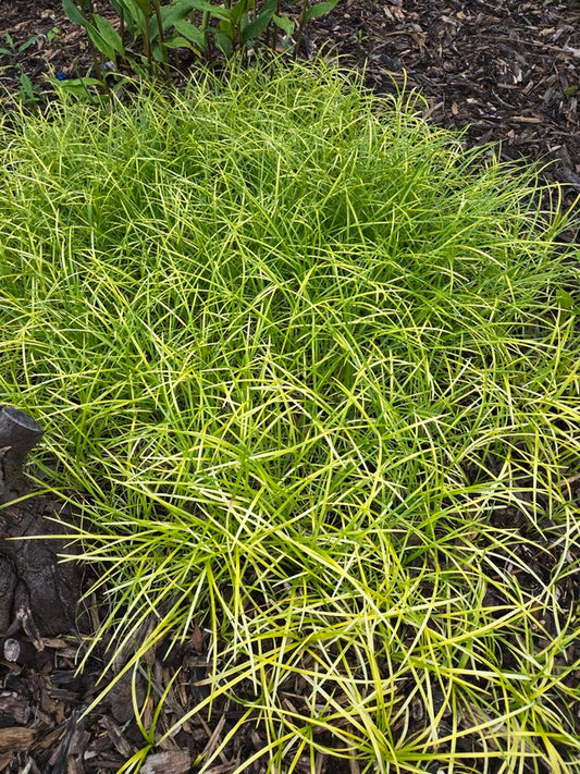 Image of Liriope minor 'Gotemba Gold' taken at Juniper Level Botanic Gdn, NC by JLBG
