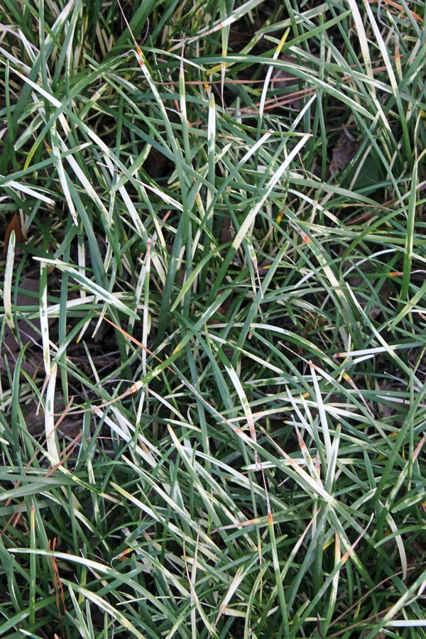 Image of Liriope minor 'Torafu' taken at Juniper Level Botanic Gdn, NC by JLBG