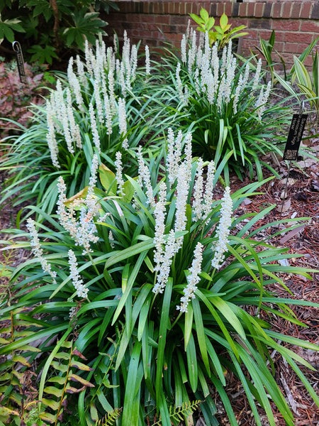 white lily turf Liriope muscari Monroe White