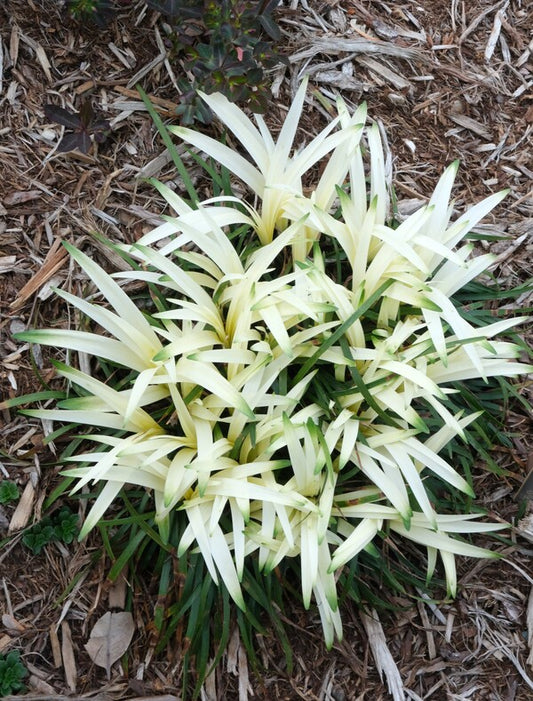 Image of Liriope muscari 'Okina' taken at Juniper Level Botanic Gdn, NC by JLBG