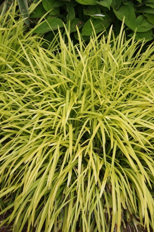 Image of Liriope muscari 'Peedee Ingot' taken at Juniper Level Botanic Gdn, NC by JLBG