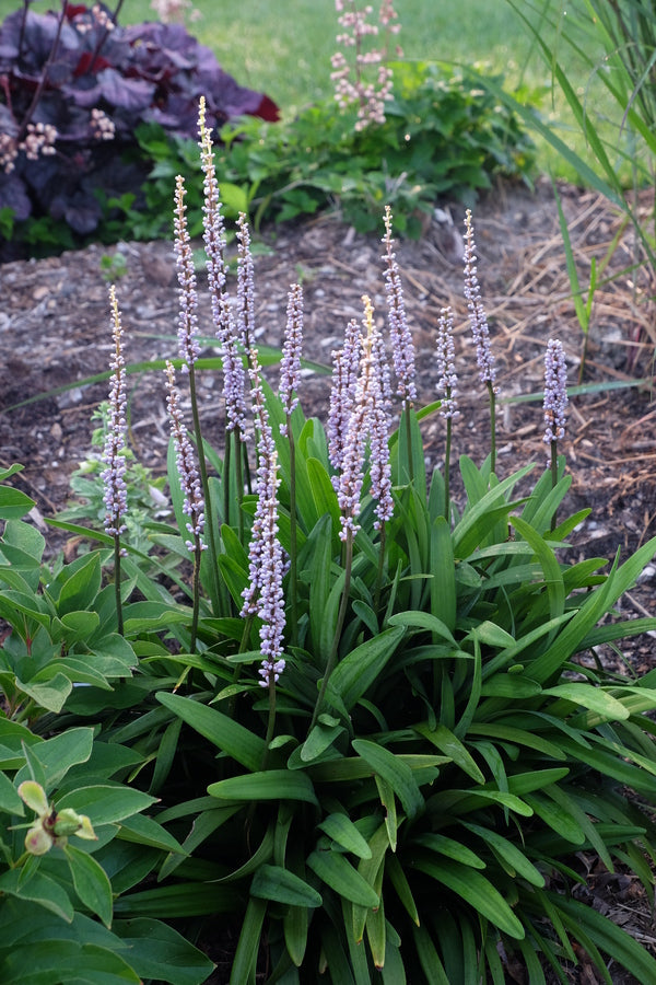 Image of Liriope platyphylla 'Peter's Pick' taken at Juniper Level Botanic Gdn, NC by JLBG