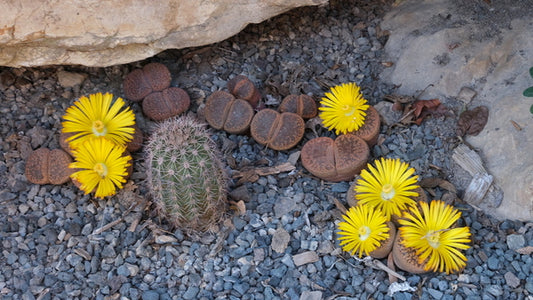 Image of Lithops aucampiae taken at Juniper Level Botanic Gdn, NC by JLBG