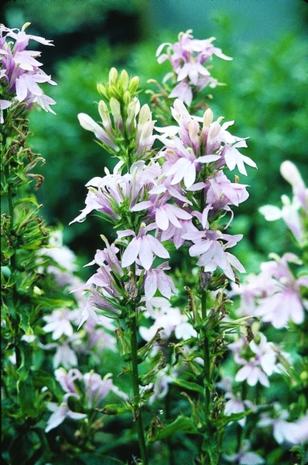 Image of Lobelia 'Cotton Candy' taken at Juniper Level Botanic Gdn, NC by JLBG