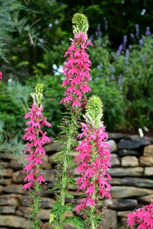 Image of Lobelia 'Monet Moment' taken at Juniper Level Botanic Gdn, NC by JLBG
