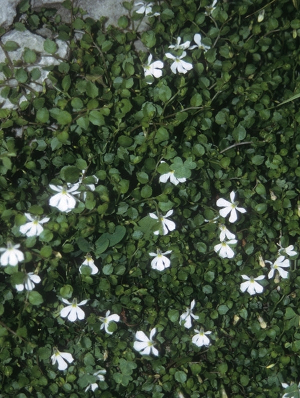 Image of Lobelia angulata taken at Juniper Level Botanic Gdn, NC by JLBG