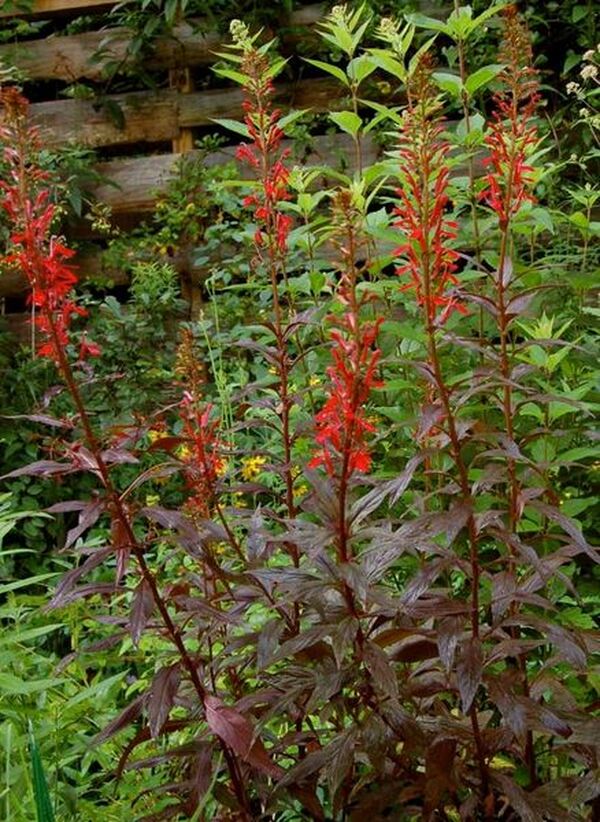 Image of Lobelia cardinalis 'Black Truffle' PP 25,687 taken at Pennsylvania by Plants Nouveau