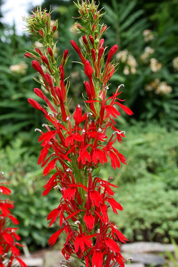 Cardinal Flower
