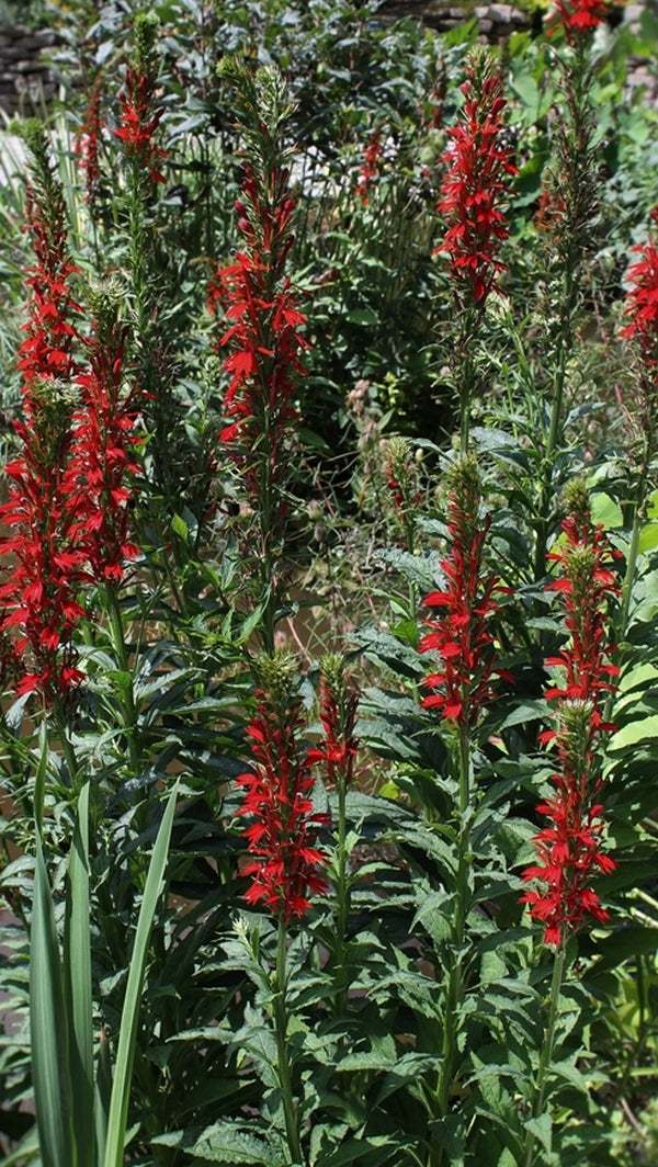 Image of Lobelia cardinalis taken at Juniper Level Botanic Gdn, NC by JLBG