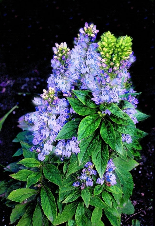 Image of Lobelia siphilitica 'Lilac Candles' PP 15,236 taken at Terra Nova Nurseries, OR by Terra Nova Nurseries