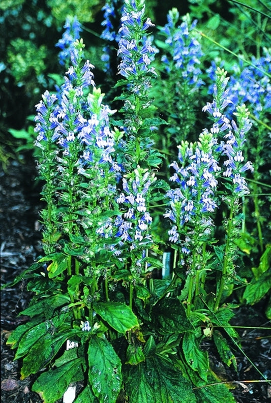 Image of Lobelia siphilitica 'Lilac Candles' PP 15,236 taken at Juniper Level Botanic Gdn, NC by JLBG