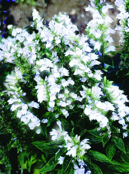 Image of Lobelia siphilitica 'White Candles' PP 15,095 taken at Terra Nova Nurseries, OR by Terra Nova Nurseries
