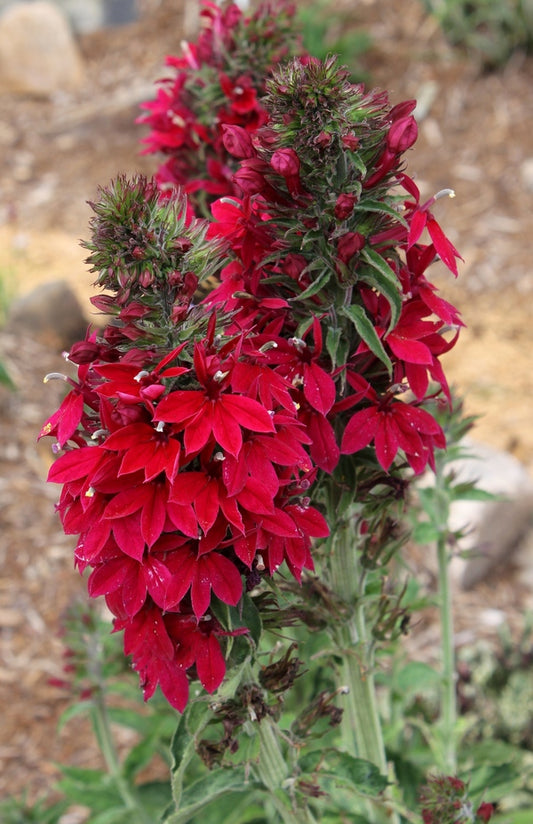 Image of Lobelia x speciosa 'Compliment Deep Red' taken at Juniper Level Botanic Gdn, NC by JLBG