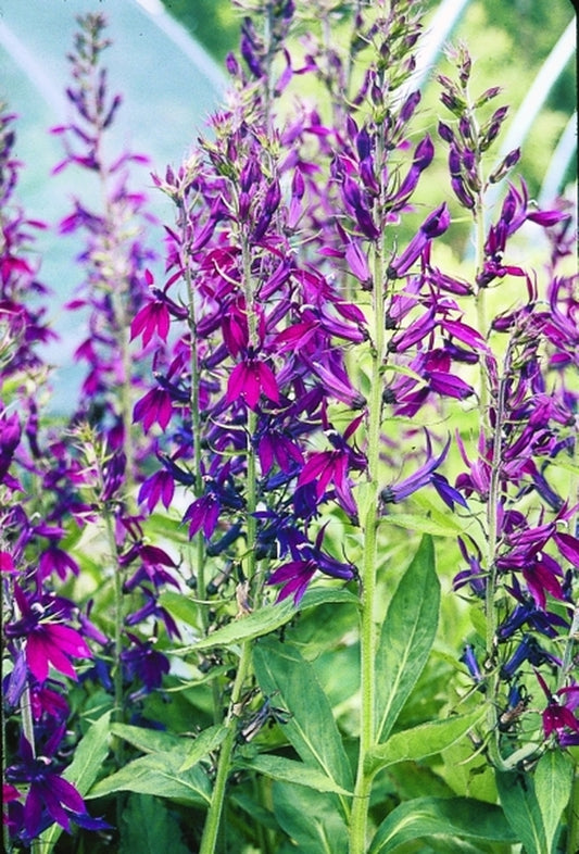Image of Lobelia x speciosa 'Compliment Violet' taken at Juniper Level Botanic Gdn, NC by JLBG