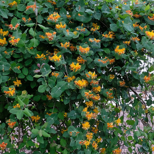 Image of Lonicera flava 'Eureka' taken at Juniper Level Botanic Gdn, NC by JLBG