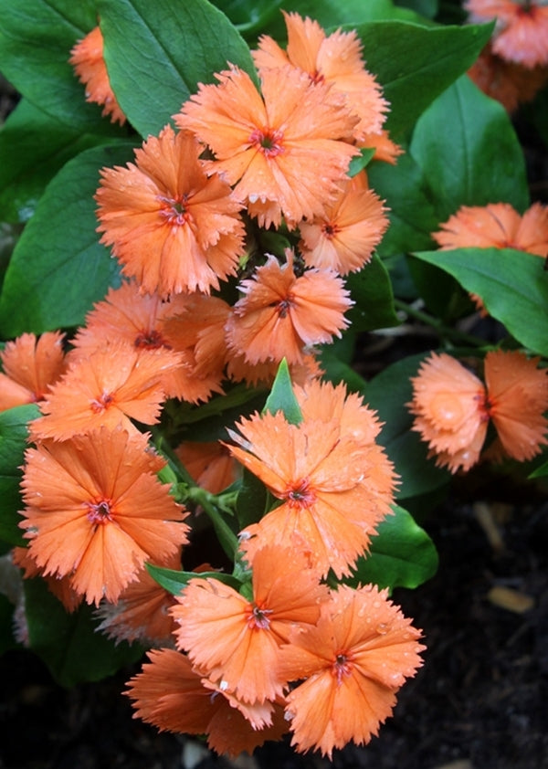 Image of Lychnis 'Orange Sherbet' taken at Juniper Level Botanic Gdn, NC by JLBG
