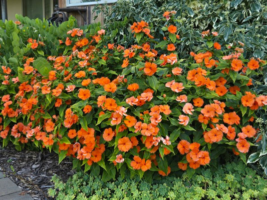 Image of Lychnis 'Orange Sherbet' taken at Juniper Level Botanic Gdn, NC by JLBG